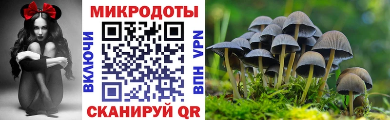 где найти   Болотное  Псилоцибиновые грибы Psilocybine cubensis 